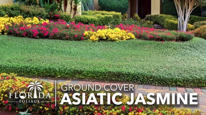 Asiatic Jasmine | 30 Live Bare Root Pips | Trachelospermum Asiaticum | Low Maintenance Ground Cover Plants | Fast Spreading Evergreen for Landscaping