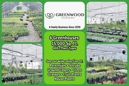 Greenwood Nursery: Live Trees - Fignomenal Dwarf Fig Tree + Ficus carica - [Qty: 2X 3.5 Pots] - (Click for Other Available Plants/Quantities)