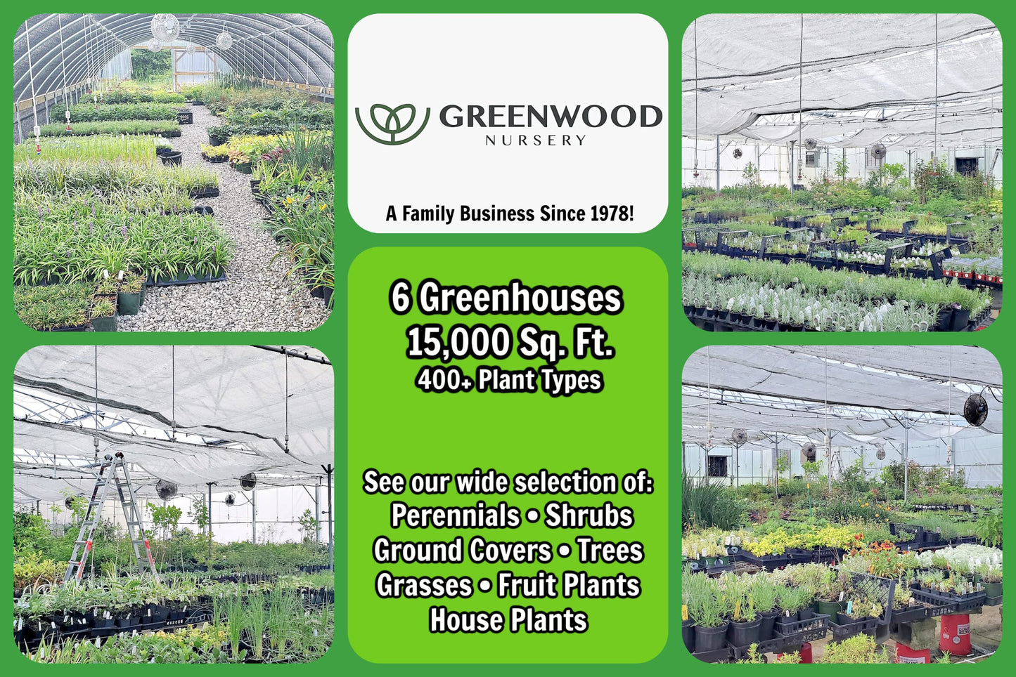 Greenwood Nursery: Live Perennial Plants - 'Walkers Low' Catmint + Nepeta × Faassenii - [Qty: 2X Pint Pots] - (Click for Other Available Plants/Quantities)