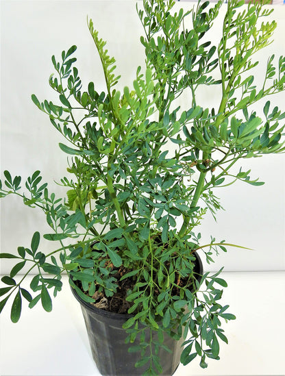 Plant, Ruda Plant Common Rue Ruta graveolens Herb of Grace 5 to 7 inches Tall
