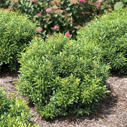 Inkberry Holly Shrub | Ilex Glabra | 3 Live Plants | Cold Hardy | Excellent Border Shrub & Foundation Hedge