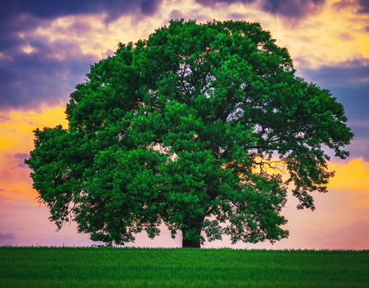 10 White Oak Tree Seedlings for Planting - 1 Yr Old Seedlings of Quercus alba