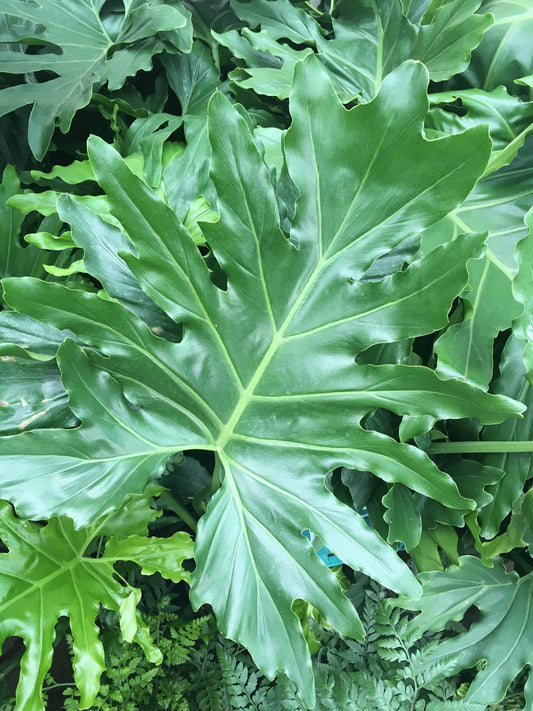 Philodendron Hope - Live Starter Plant - Thaumatophyllum Bipinnatifidum - Rare and Elegant Indoor Houseplant