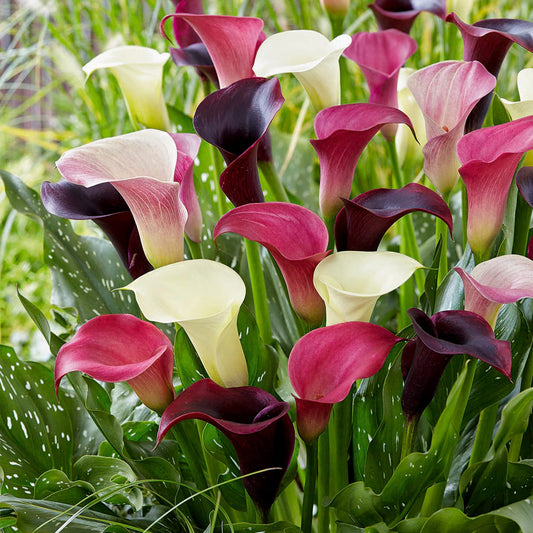 Garden State Bulb Purple Rain Multi-Color Mixed Calla Lily Flower Bulbs, 14/+cm, Spring Planting (Bag of 5)
