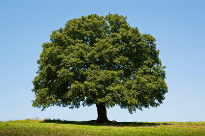 2 White Oak Trees Bareroot 18-30 inches