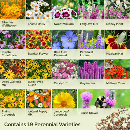 Eden Brothers All Perennial Wildflower Mixed Seeds for Planting, 1 lb, 480,000+ Seeds with Lupine, Shasta Daisy | Attracts Pollinators, Plant in Spring or Fall, Zones 3, 4, 5, 6, 7, 8, 9, 10