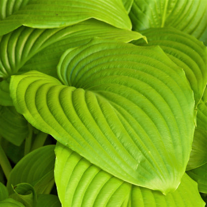 Easy to Grow Hosta 'Giants Collection' (9 Pack) Plant Roots for Gardening - Plantain Lily Mix of Colors and Textures for Shade Gardens