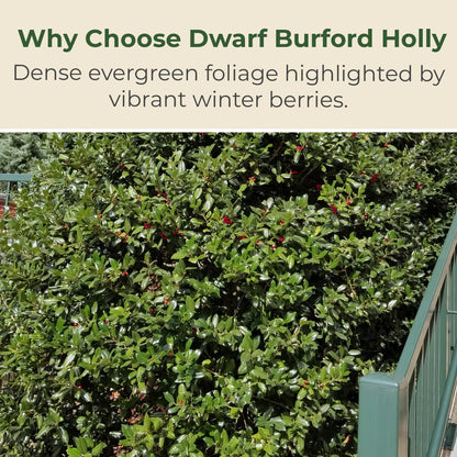 Holly Dwarf Burford Shrub – Compact Upright Evergreen Holly w/Small Showy White Flowers & Bright Red Berries for Formal Hedges & More - Grows Up to 10 ft in 3 Gal Grower Pot, USDA Zones 7–9, 1-Pack