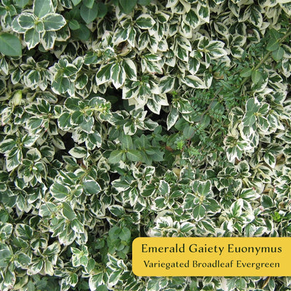 2 Emerald Gaiety Euonymus in 3.5” Nursery Cubes (Euonymus fortunei ‘Emerald Gaiety’) | Dense, Low-Growing Evergreen Shrub with Variegated Green and Cream Foliage | Live Starter Plants