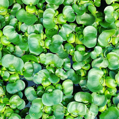 Chalily Water Hyacinth Floating Pond Plants Live Aquatic Plant Great for Koi Ponds Flowering and Fast Growing Hyacinths Cannot Ship to Some States (3)