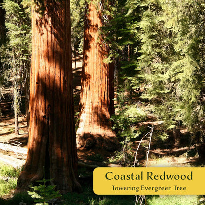 2 Coastal Redwoods (Sequoia sempervirens) – Tall Evergreen Conifer with Soft, Dense Needled Foliage | 2.5” Nursery Cubes, Ready-to-Plant Live Starter Plants