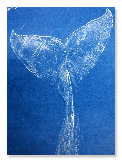 UrekaGo Cyanotype Paper Kit (8" X 10") | 10 Pre-Coated Sheets, 40 Floral Stickers, UV Index Card, Hard Clear Case, Glove, Cartoon Tutorial, Reusable Cardboard Envelope