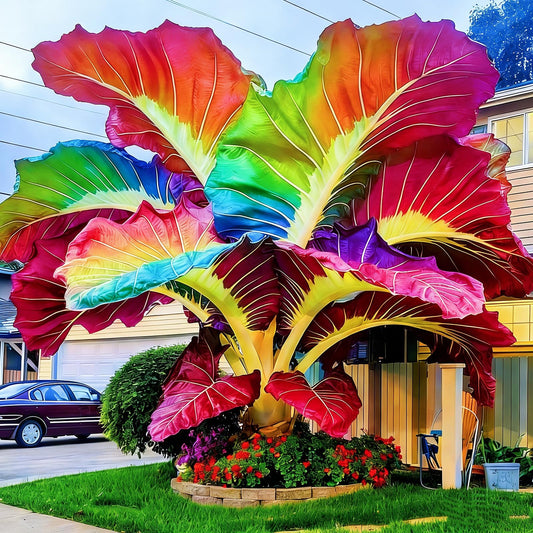FEWSDVBX Elephant Ear- (Tropical Foliage) Mix Color/Excellent Display/Easy Grow for Outdoor Gardens (5)