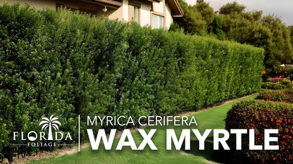 Wax Myrtle | 10 Live Plants | Myrica Cerifera | Fast Growing Shrub, Privacy Screen, Evergreen Foliage, Ornamental, Drought Tolerant, Low Maintenance, Garden Landscape