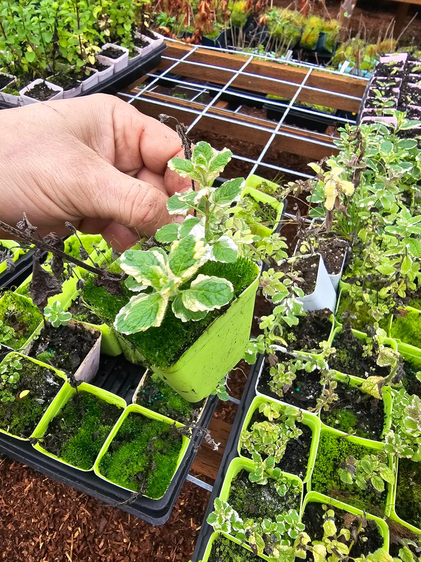 3 Pack Live Mint Plants Chocolate Orange Pineapple