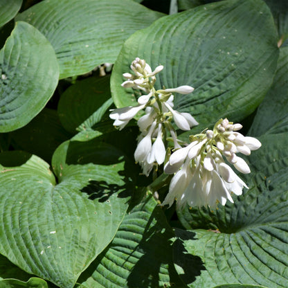 Easy to Grow Hosta 'Giants Collection' (9 Pack) Plant Roots for Gardening - Plantain Lily Mix of Colors and Textures for Shade Gardens