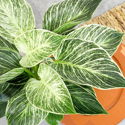 Variegated Philodendron Birkin Houseplant, Powerful Air Purifying Plant, Easy to Grow, Upright Philodendrons, Popular Live Indoor Plants, 6 in. Grower Pot