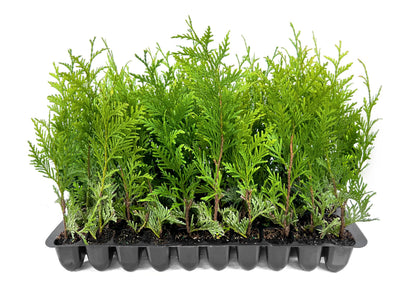 Thuja Green Giant Arborvitae - 30 Live Trees 2" Pot Size - Evergreen Privacy Plants