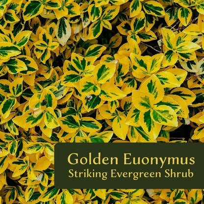 12 Golden Euonymus Shrubs | Live Plants in 2.5-inch Nursery Cubes | Japonica ‘Aureo-Marginatus’ Variety | Easy-Care Evergreen | Variegated Yellow-Green Foliage | Hedges & Shrubs for Home & Garden