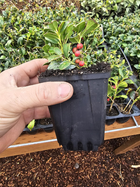 2-Pack Live Dwarf Xmas Christmas Holly Berry Seedling Tree Bush in 3" Pot, Plant