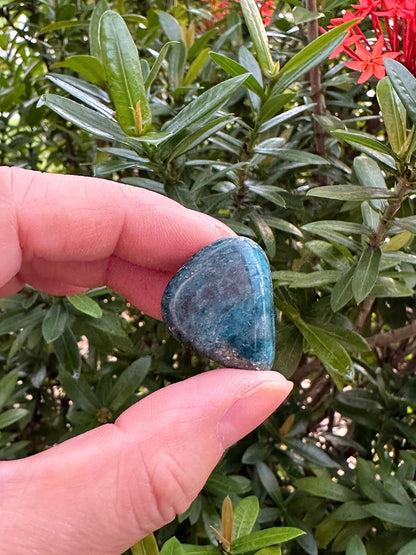 WHOLESALE Apatite Tumbled Stones, Polished Apatite Gemstone, Apatite Polished Rocks (Apatite, 0.25 Pound)