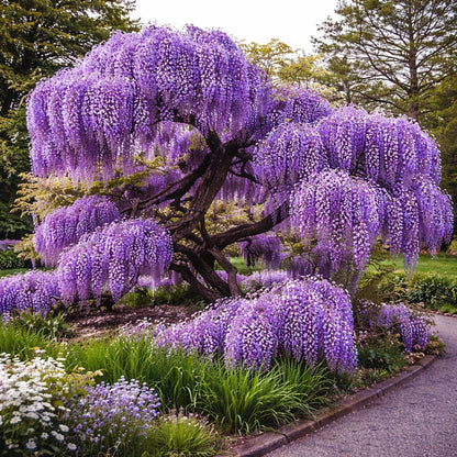 Wisteria Live Plants 1–2 Ft Tall – Flowering Wisteria Vine (Wisteria Floribunda) – Fast Growing Climbing Plant for Garden, Trellis, Pergola & Bonsai Training (2 Plants)