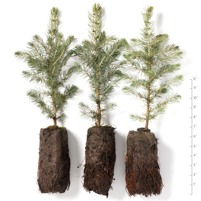 Colorado Blue Spruce Jumbo Tree Plug Seedlings | 12"-18" | Arbor Day Foundation (3-Pack)