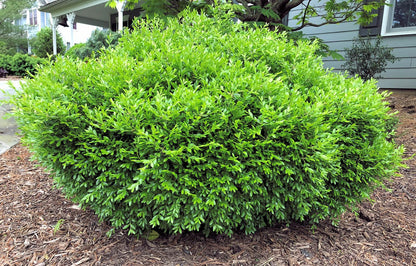 Live Plant - Franklin's Gem Boxwood Shrub/Bush - Live Plant - 3-8" Tall - Quart Pot