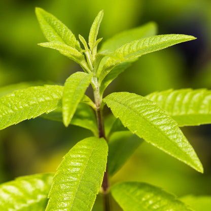 Easy to Grow Aloysia Lemon Verbena 1 Potted Plant - Rooted & Established in a Quart Pot, Herb Shrub Fragrant Foliage & White Flowers in Summer