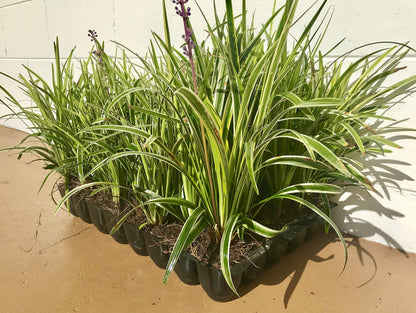 18 Pack - Liriope 'Variegated' Grass