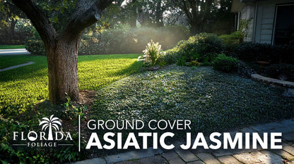 Asiatic Jasmine | 30 Live Bare Root Pips | Trachelospermum Asiaticum | Low Maintenance Ground Cover Plants | Fast Spreading Evergreen for Landscaping