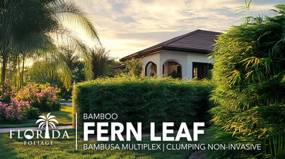 Fernleaf Bamboo | 3 Extra Large Trade 3 Gallon Plants | Bambusa multiplex | Clumping Bamboo Privacy Screens | Fast Growing Ornamental Hedge Gardens Walkways Borders Landscapes Foundation Accent Use