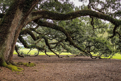 Southern Live Oak Tree | Quercus Virginiana | 10 Live Plants | Durable Picturesque Shade Tree | Dark Green Foliage