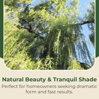 Weeping Willow Live Deciduous Shade Tree w/Graceful Draping Branches Grow Up to 50 ft in 3 Gal Grower Pot – Outdoor Landscape Tree for Yards & Gardens, Full Sun to Part Shade, Zones 6–8, 1-Pack