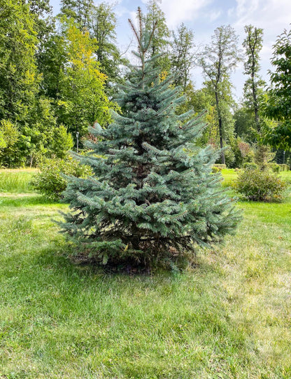 White Spruce Live Tree Seedling Plugs | 6"-12" | Arbor Day Foundation (3-Pack)