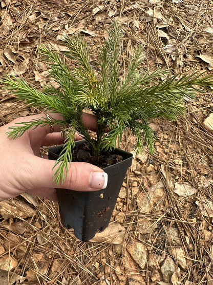 Cryptomeria Japonica 'Globosa Nana' (3 Gallon)