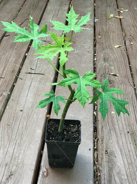 CHAYA PLANT /Cnidoscolus aconitifolius/ Mayan Tree Spinach / Deeply-Lobed Variety (1)