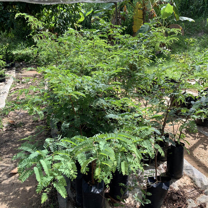 Live Plant - Sour Tamarind (tamarindus Indica) Live Fruit Tree 1-2 feet Tall