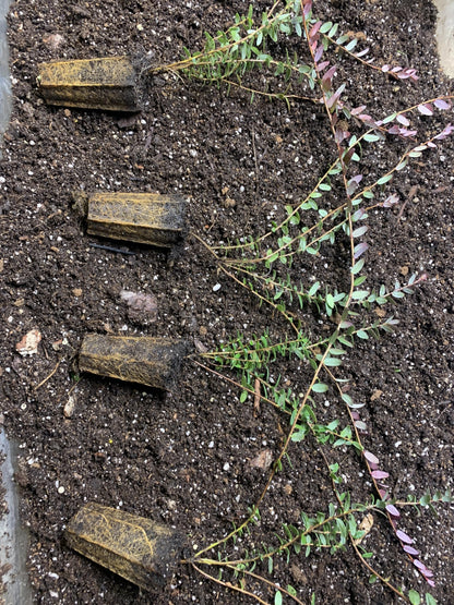 1 Plant Pilgrim Cranberry (Vaccinium Macrocarpon) 1 Year Old
