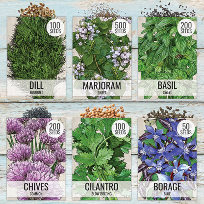 Seed Needs Herb Seeds Variety Pack Culinary Herb Collection (12 Individual Packets for Planting Indoors or Outdoors) Grow Your Own Herb Garden - Heirloom, Non-GMO