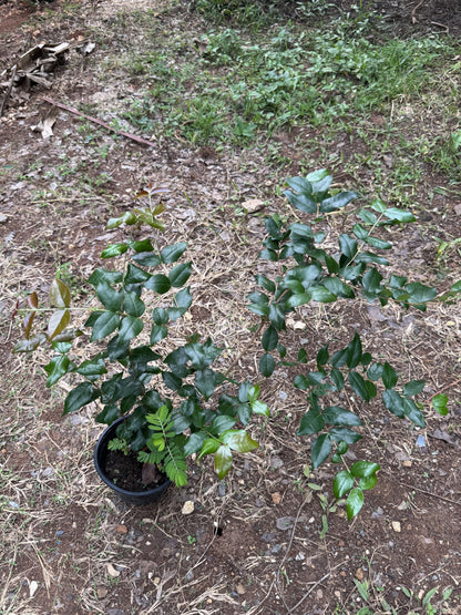 Surinam Cherry (pitanga) Eugenia uniflora Live Plant 10inch-18inch