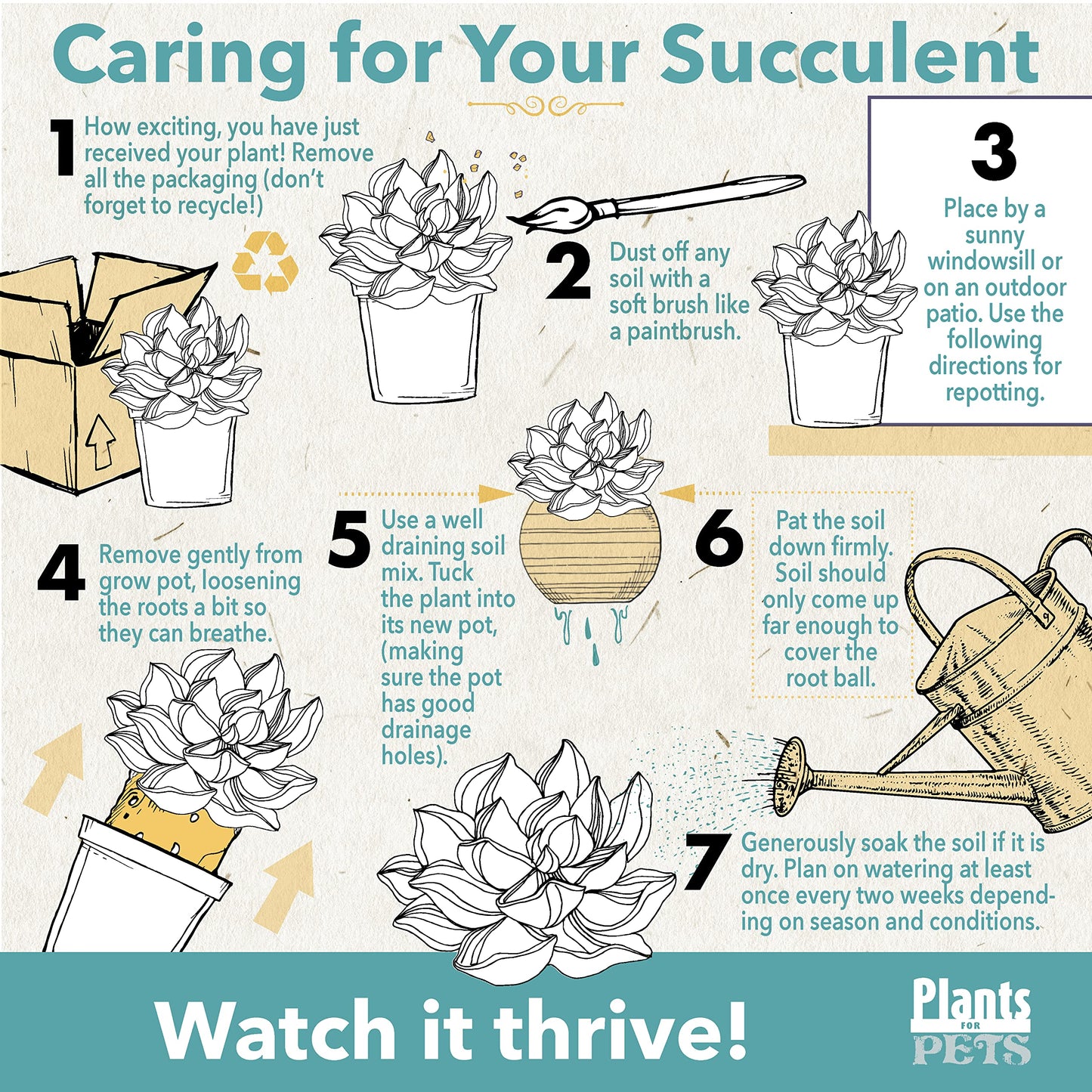 Succulents Plants Live Indoor Plants, Portulacaria Afra Live Houseplants, Live Succulents Live Plants Indoor Succulent Plants, Indoor Plant Real Succulents Plants House Plants by Plants for Pets