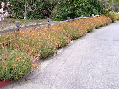 Bulbine Hallmark Orange | 1 Live Gallon Size Plant | Vibrant Orange Blossom Succulent, Live Plant, Easy-Care Perennial for Sunny Gardens, Drought-Tolerant Ground Cover