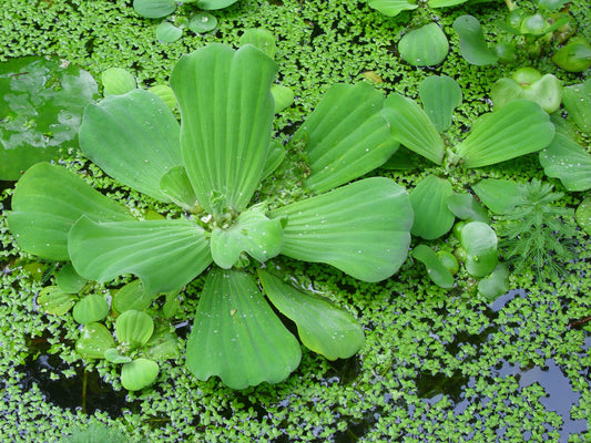 100 Live Duckweed Plants (LEMNA Minor)