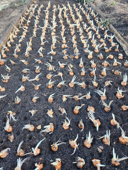 3 Saffron Sativus Crocus Corms - Huge 10+ cm Corms for Planting - Saffron Crocus Bulbs with Complete Planting Instructions - Premium Crocus Sativus Bulbs