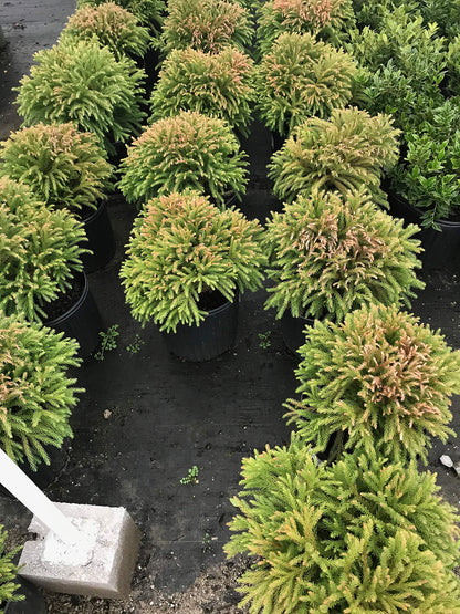 Cryptomeria Japonica Globosa Nana Japanese Cedar Evergreen Tree Plant, 3 Gallon, 12x12 Inch