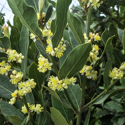 Easy to Grow Bay Laurel 1 Plant - Potted Shrub Herb in Quart Grower Pot, Aromatic Foliage Used in Cooking (Sweet Bay)