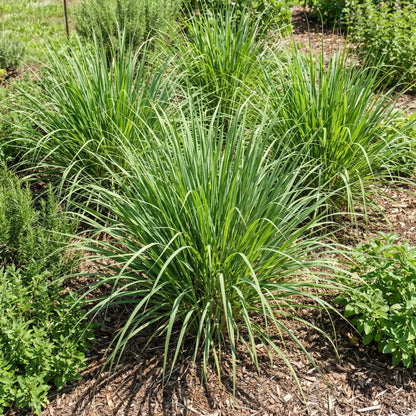 8 Lemongrass Plants Live 4-8 Inch Tall, Large Fragrant Lemon Grass Herbs Stalks for Container, Patio, or Garden, Well Rooted, High Yield