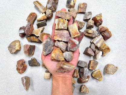 MINERALUNIVERSE Half Pound Petrified Wood Rough Stones - Bulk Petrified Wood - Raw Natural Stones & Crystals - Fountain Rocks for Tumbling, Polishing, Wire Wrapping, Reiki, Chakra Crystal Healing