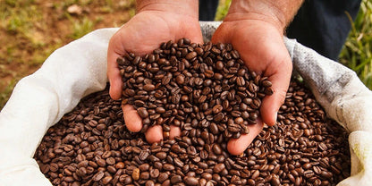 Low Acid Brazilian Mogiana Coffee